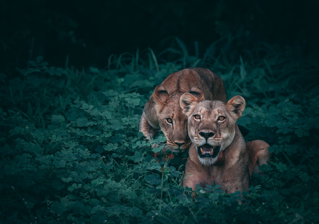 Oplev Naturens Hemmeligheder med Et Vildtkamera